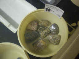 Leopardskin jasper in individual pieces, size XL.