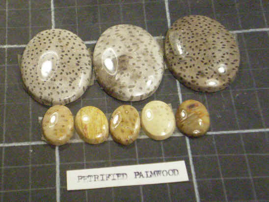 Cabochons of petrified palmwood.