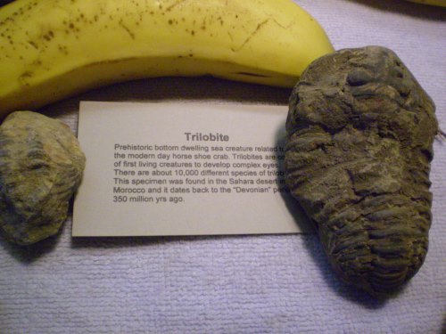 Trilobites, common quality,approximately 2 to 3 in