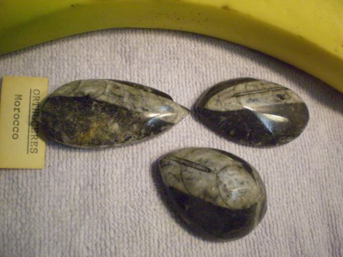 Orthoceras in base rock, polished cross-sectional 