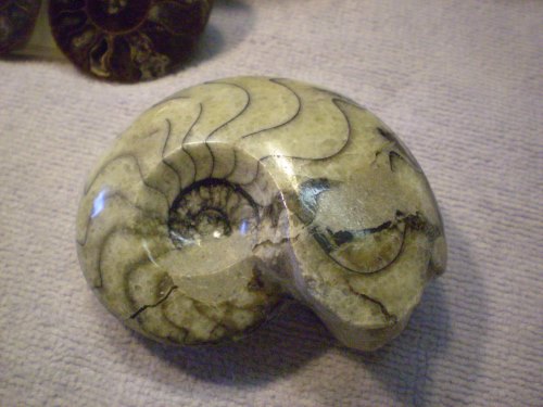 Whole ammonite, smooth, polished.