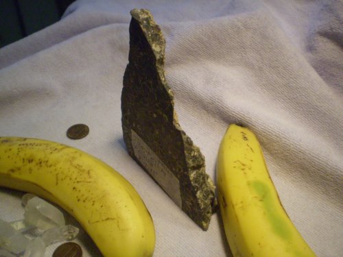 Slice of turitella rock, a conglomerate of fossils