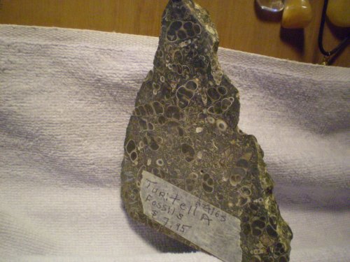 Slice of turitella rock, a conglomerate of fossils