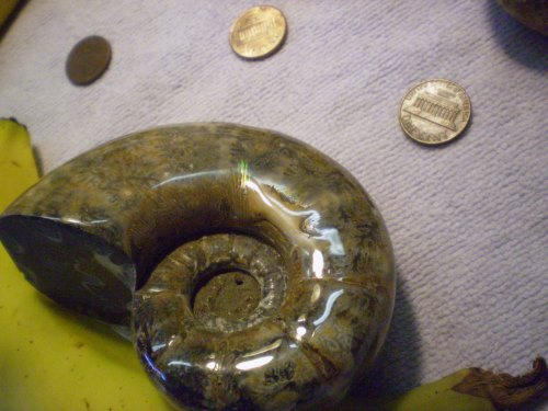Polished whole ammonite having irridescence in cer