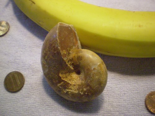 Whole ammonite, smooth, approx 3 inch.