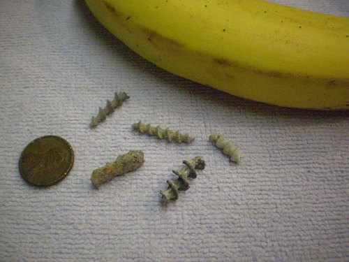 Archimedes shells, spiral oddities around 1/4 to 3