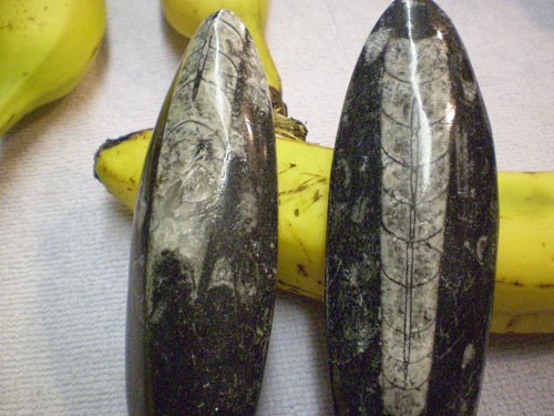 Orthoceras in base rock, cross-sectional polished 