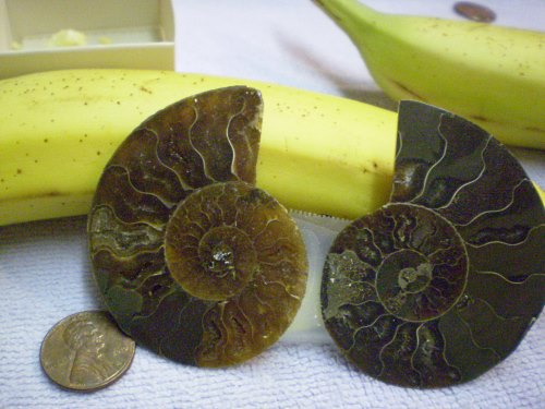 Polished ammonite halves, matched pair, approximat